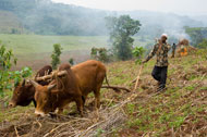 Mamo Tesfaye farms his land in malaria-endemic Ethiopia.