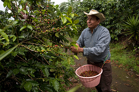 Coffee farmer Manuel Peres Gomez picks beans near the community of El Xab in Guatemala.
