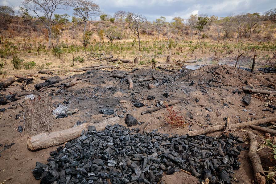 Forest in Zambia showing how trees have been cut down.