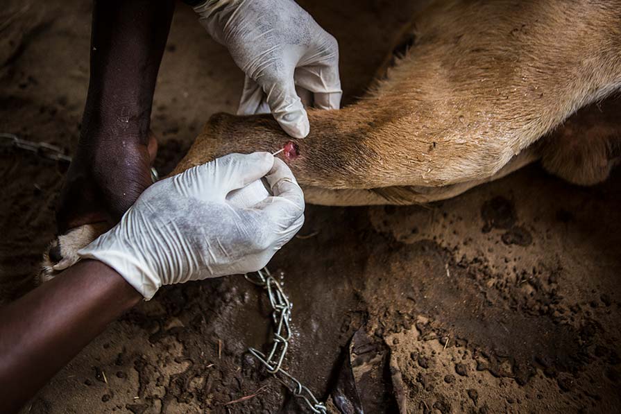 Close-up image of dog's paw being treated for guinea worm disease.