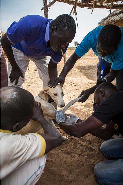Photo of Dollar Taissou checking a dog for Guinea worm in Chad while three men look on.