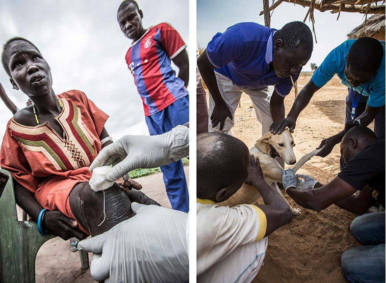 Left photo: A health worker extracts a Guinea worm from the knee of a South Sudanese woman. Right photo: In Chad, Dollar Taissou (bottom right) pulls a Guinea worm from the leg of 2-year-old dog Martoussia. Controlling infections in animals is necessary to eradicate the disease.