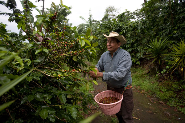 A farm worker picks fruit.