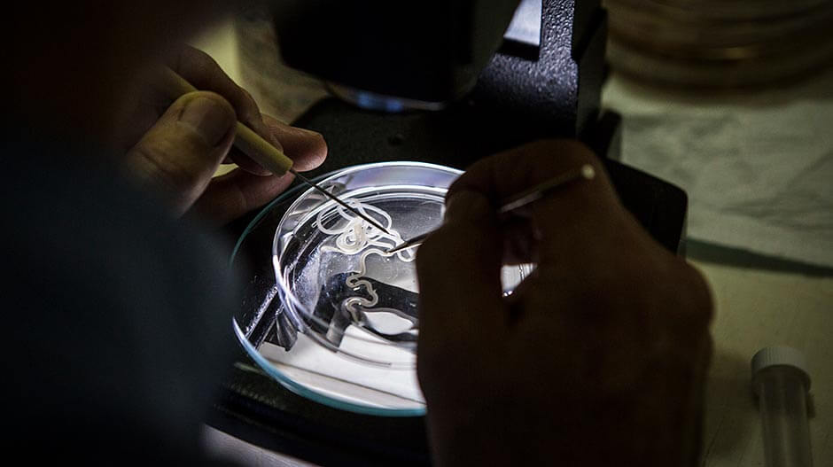 Photo of a parasitologist examining a worm under a microscope.